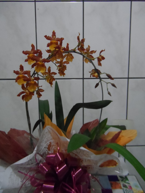 Meu presente de aniversário.  Linda Orquídea!!!!